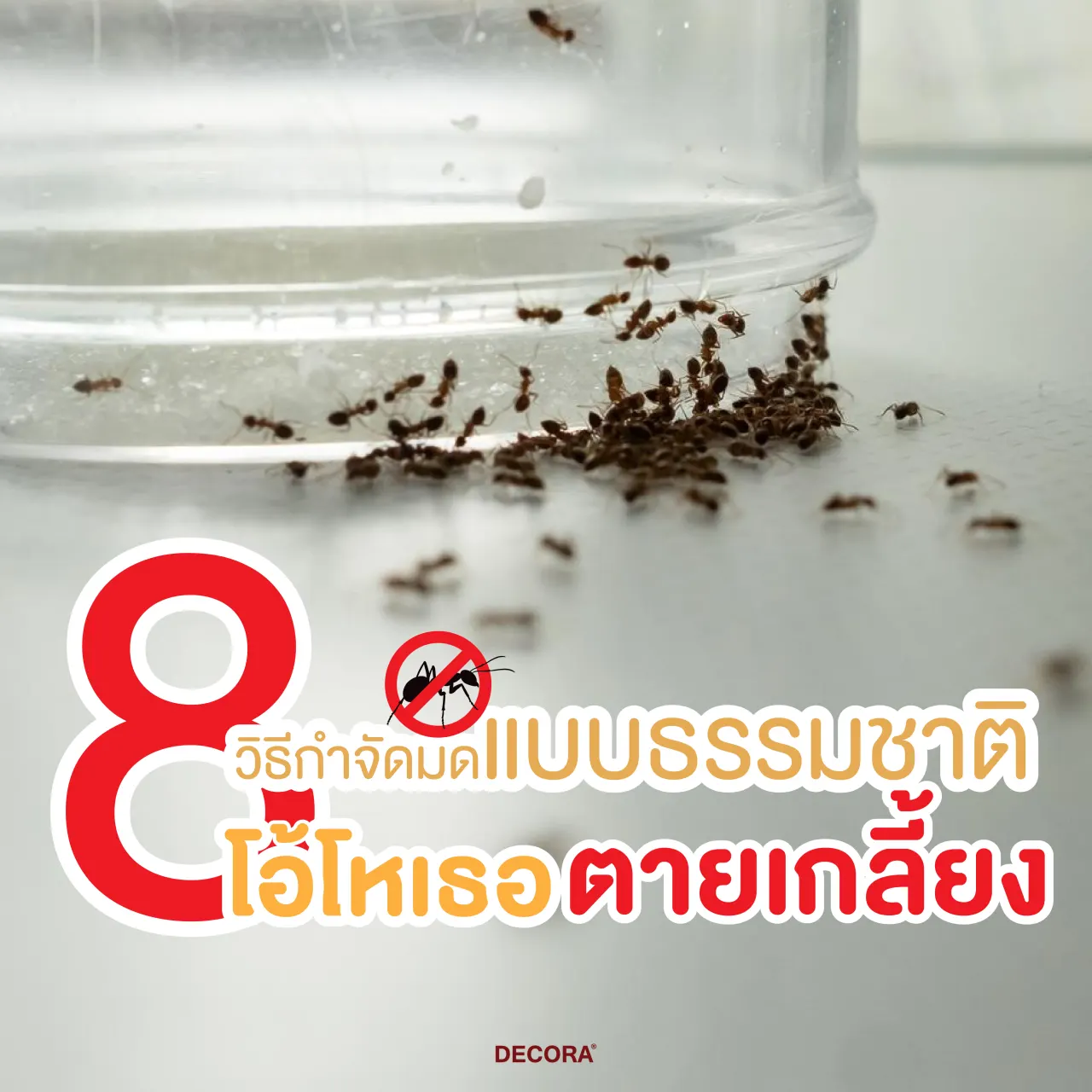 8วิธีกำจัดมดแบบธรรมชาติ